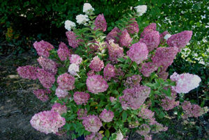 Obraz Hydrangea